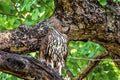 Changeable hawk eagle Royalty Free Stock Photo