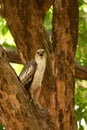 Changeable Hawk Eagle calling and resting on tree Royalty Free Stock Photo