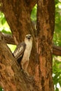 Changeable Hawk Eagle calling and resting on tree