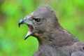 Changeable Hawk-Eagle