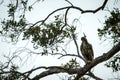 Changeable hawk-eagle or crested hawk-eagle Nisaetus cirrhatus, bird of prey of the Indian rain forest, India and Sri Lanka,
