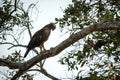 Changeable hawk-eagle or crested hawk-eagle Nisaetus cirrhatus, bird of prey of the Indian rain forest, India and Sri Lanka,