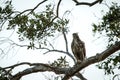 Changeable hawk-eagle or crested hawk-eagle Nisaetus cirrhatus, bird of prey of the Indian rain forest, India and Sri Lanka,