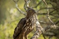 Changeable hawk-eagle or crested hawk-eagle Nisaetus cirrhatus, bird of prey of the Indian rain forest, India and Sri Lanka,