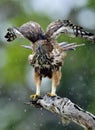The changeable hawk-eagle or crested hawk-eagle