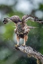 The changeable hawk-eagle or crested hawk-eagle