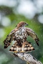 The changeable hawk-eagle or crested hawk-eagle