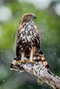 The changeable hawk-eagle or crested hawk-eagle