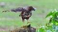 The changeable hawk-eagle or crested hawk-eagle Nisaetus cirrhatus.