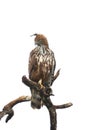 The changeable hawk-eagle or crested hawk-eagle Nisaetus cirrhatus sitting on the branch. Large Asian eagle isolated in white