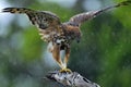 The changeable hawk-eagle or crested hawk-eagle