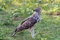 Changeable hawk-eagle