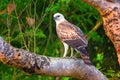 Changeable Hawk Eagle Juv, Nisaetus cirrhatus, Dudhwa Tiger Reserve, Uttar Pradesh Royalty Free Stock Photo