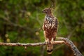 Changeable hawk-eagle, Nisaetus cirrhatus, bird of prey perched on branch in Wilpattu national park, Sri Lanka