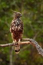 Changeable hawk-eagle, Nisaetus cirrhatus, bird of prey perched on branch in Wilpattu national park, Sri Lanka