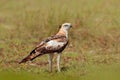 Changeable hawk-eagle, Nisaetus cirrhatus, close up, eagle on the ground, perched on rotten trunk against high grass in background