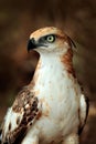 Changeable hawk-eagle, Nisaetus cirrhatus, close up, eagle on the ground, perched on rotten trunk against high grass in background