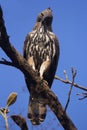 Changeable hawk-eagle, Nisaetus cirrhatus, Corbett Tiger Reserve, Uttarakhand, India