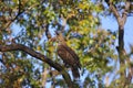 Changeable hawk-eagle, Nisaetus cirrhatus. Crested Hawk eagle. Kanha Tiger Reserve, Madhya Pradesh, India