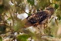 The changeable hawk-eagle (Nisaetus cirrhatus) or crested hawk-eagle sitting in a thick tree.