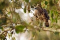 The changeable hawk-eagle (Nisaetus cirrhatus) or crested hawk-eagle sitting in a thick tree.