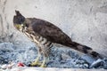 Changeable Hawk Eagle (Nisaetus cirrhatus)