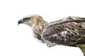 Changeable Hawk Eagle (Nisaetus limnaeetus) Royalty Free Stock Photo