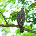 Changeable Hawk Eagle Royalty Free Stock Photo