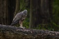 Changeable Hawk-eagle - Spizaetus cirrhatus, beautiful large bird of prey