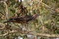 Changeable Hawk-eagle - Spizaetus cirrhatus, beautiful large bird of prey