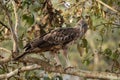 Changeable Hawk-eagle - Spizaetus cirrhatus, beautiful large bird of prey