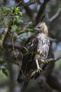 Changeable Hawk-eagle - Spizaetus cirrhatus, Sri Lanka