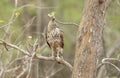 Changeable Hawk Eagle at Tadoba Andhari Tiger Reserve,Maharashtra,india