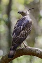 Changeable Hawk-eagle - Spizaetus cirrhatus, Sri Lanka