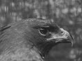 Changeable Hawkeagle in Black and White Royalty Free Stock Photo