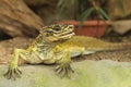 Changeable Lizard Royalty Free Stock Photo