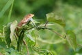 Changeable Lizard Royalty Free Stock Photo