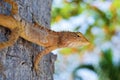 Changeable Lizard. Agamidae Calotes Royalty Free Stock Photo