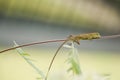Changeable lizard Calotes versicolor Royalty Free Stock Photo