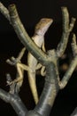 Changeable lizard, Calotes versicolor Royalty Free Stock Photo