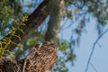 Changeable Lizard camouflage itself for survive