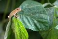 Changeable lizard on leaf