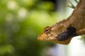 Changeable lizard looking out Royalty Free Stock Photo