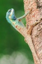 Changeable Lizard, Red-headed Lizard, Indian Garden Lizard. On the tree Royalty Free Stock Photo