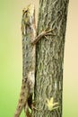 changeable lizard in a tree