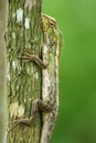 Changeable lizard in a tree