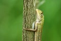 Changeable lizard in a tree