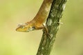 changeable lizard in a tree