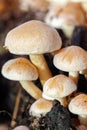 Changeable pholiota - topic mycology Royalty Free Stock Photo