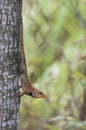 Changeble Lizard (Calotes Versicolor) with clipping path Royalty Free Stock Photo